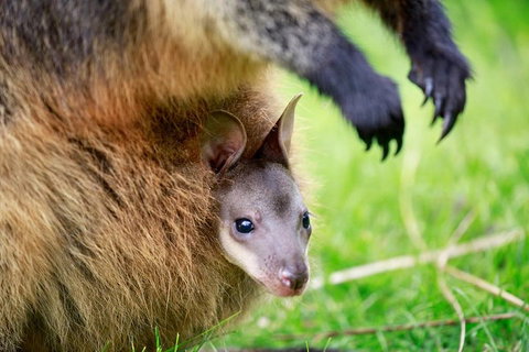Healesville Sanctuary General Entry Ticket - St Kilda Accommodation 2