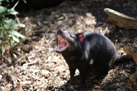 Healesville Sanctuary General Entry Ticket - St Kilda Accommodation 3