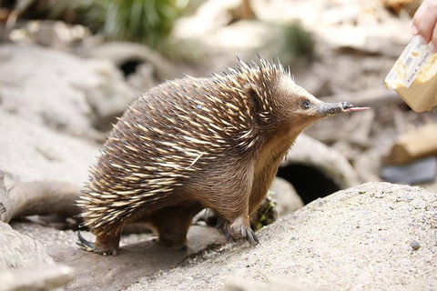 Healesville Sanctuary General Entry Ticket - St Kilda Accommodation 4