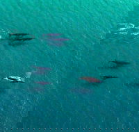 40-45 Minute Port Stephens and Stockton Beach Helicopter Flight - For 2 - St Kilda Accommodation