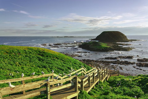 Full-Day Private Australian Wildlife Tour Of Phillip Island - St Kilda Accommodation 0