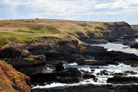 Full-Day Private Australian Wildlife Tour Of Phillip Island - St Kilda Accommodation 4