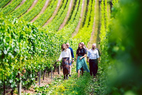 Tasmanian Wine Tour - St Kilda Accommodation 0