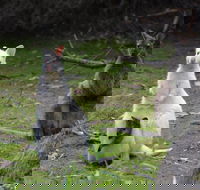 Full-Day Guided Bruny Island Tour from Hobart - St Kilda Accommodation