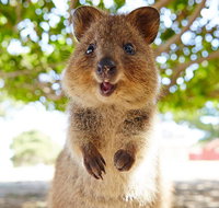 Discover Rottnest with Ferry  Bus Tour from Perth or Fremantle - St Kilda Accommodation