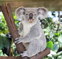 Cairns ZOOM and Wildlife Dome - St Kilda Accommodation
