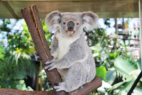Cairns ZOOM And Wildlife Dome - St Kilda Accommodation 0