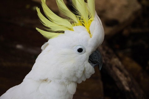 Cairns ZOOM And Wildlife Dome - St Kilda Accommodation 2