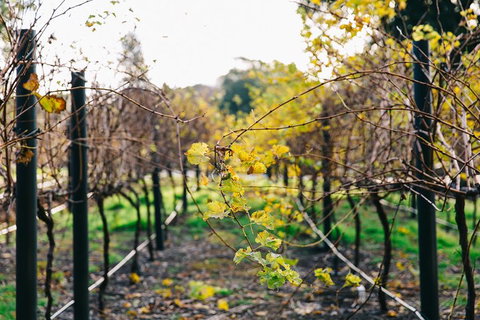 Australian Wine Discovery Tour Ticket - St Kilda Accommodation 4