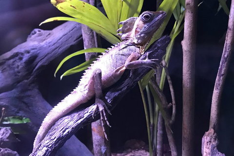 Cairns Aquarium Admission Ticket - St Kilda Accommodation 0