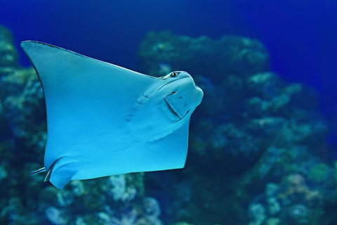 Cairns Aquarium Admission Ticket - St Kilda Accommodation 2