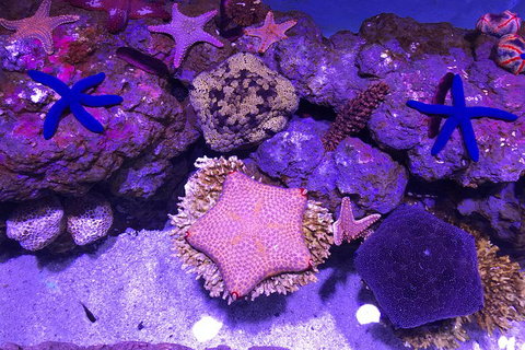 Cairns Aquarium Admission Ticket - St Kilda Accommodation 5