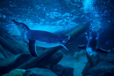 SEA LIFE Sunshine Coast Aquarium Entrance Ticket - St Kilda Accommodation 1