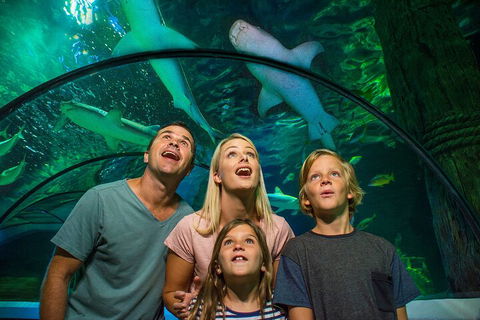 SEA LIFE Sunshine Coast Aquarium Entrance Ticket - St Kilda Accommodation 3